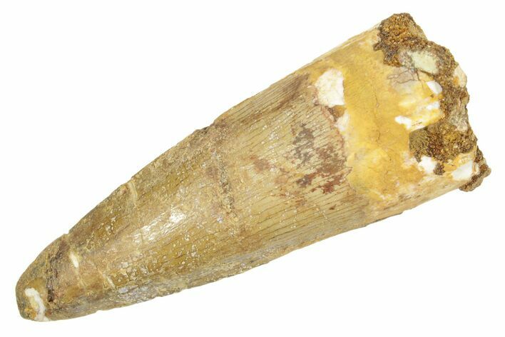 Fossil Spinosaurus Tooth - Real Dinosaur Tooth #363097